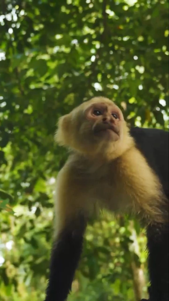 A white-faced capuchin in the canopy over the Damas Island estuary