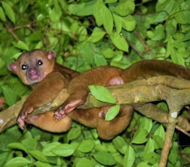 A kinkajou in the branches at night