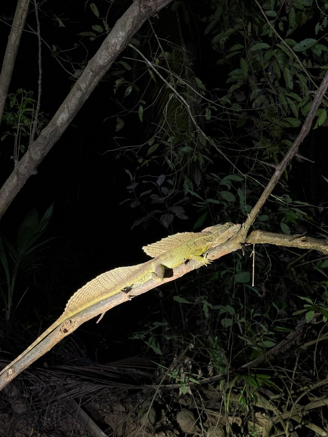 A lizard asleep on the tip of a branch at night