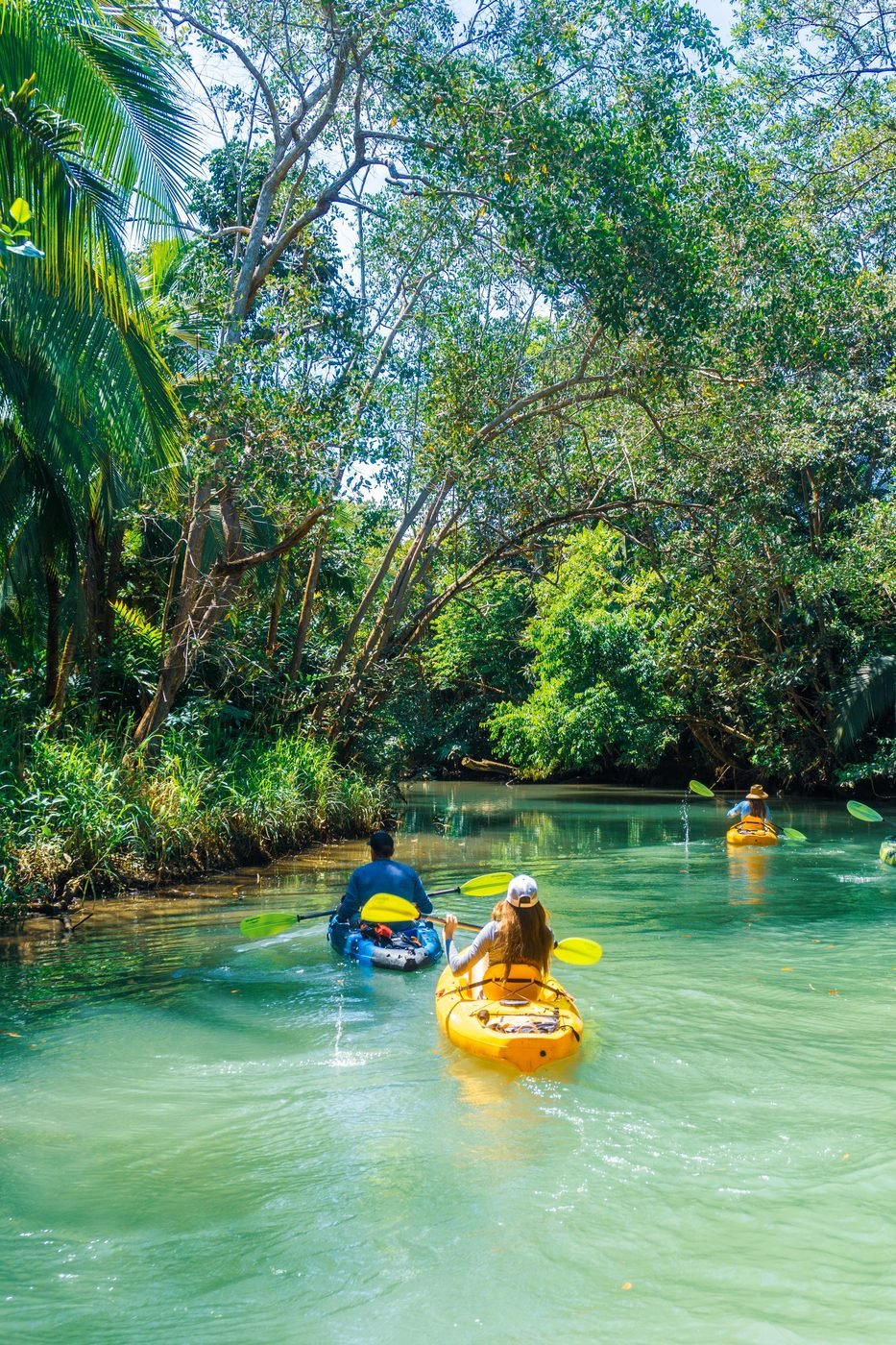 Yellow kayaks on the turquoise water of a palm-lined mangrove channel
