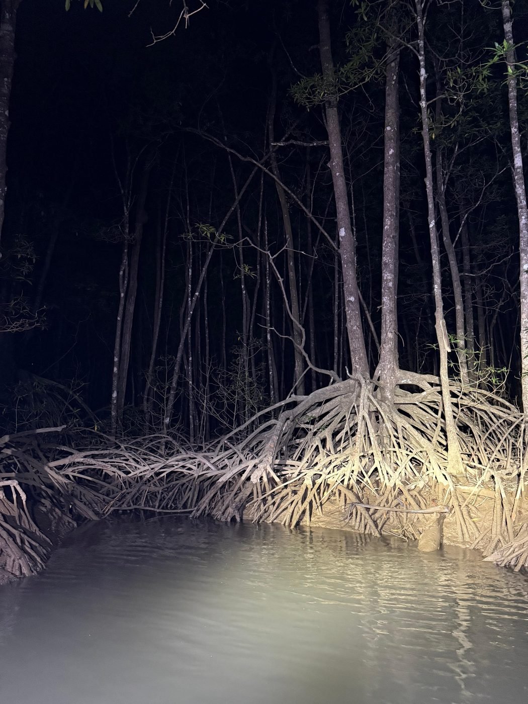 Mangrove roots reflected in still water after dark