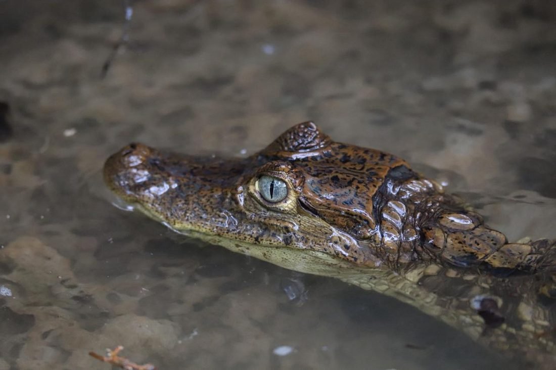 Crocodile at the surface of the water