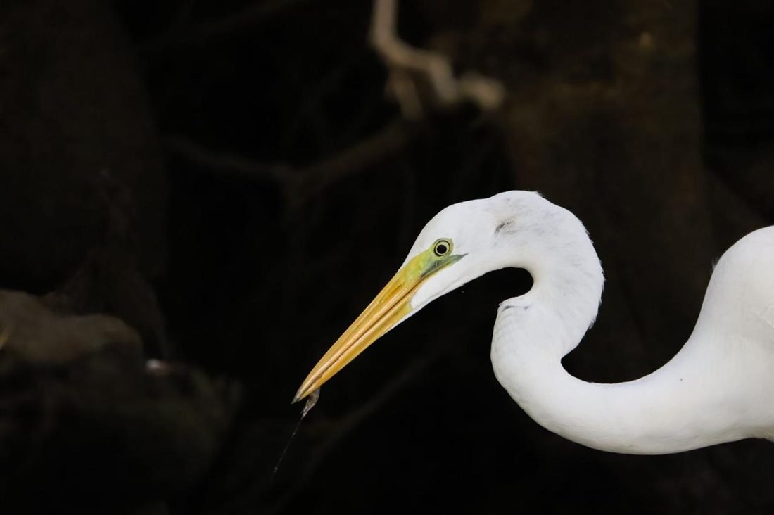 Great egret hunting at the waterline
