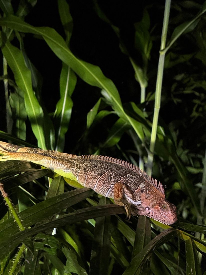 Iguana resting on a branch