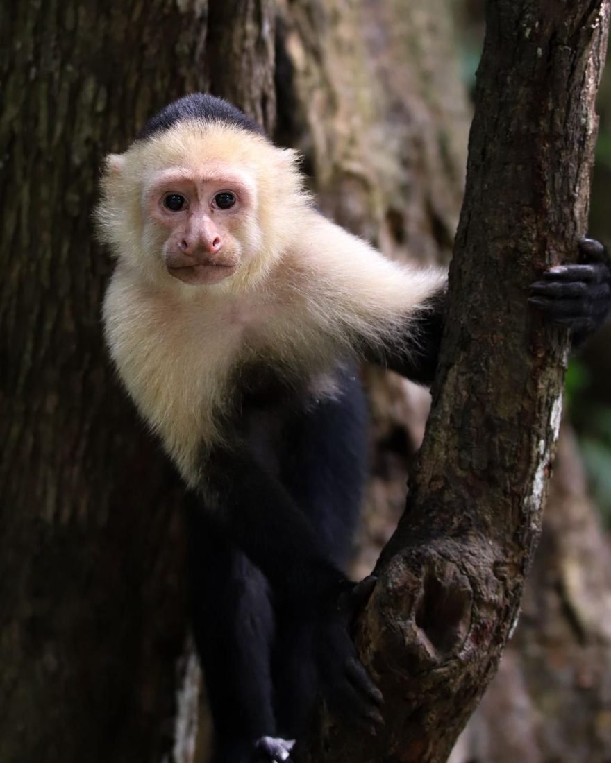 White-faced capuchin looking around a tree trunk