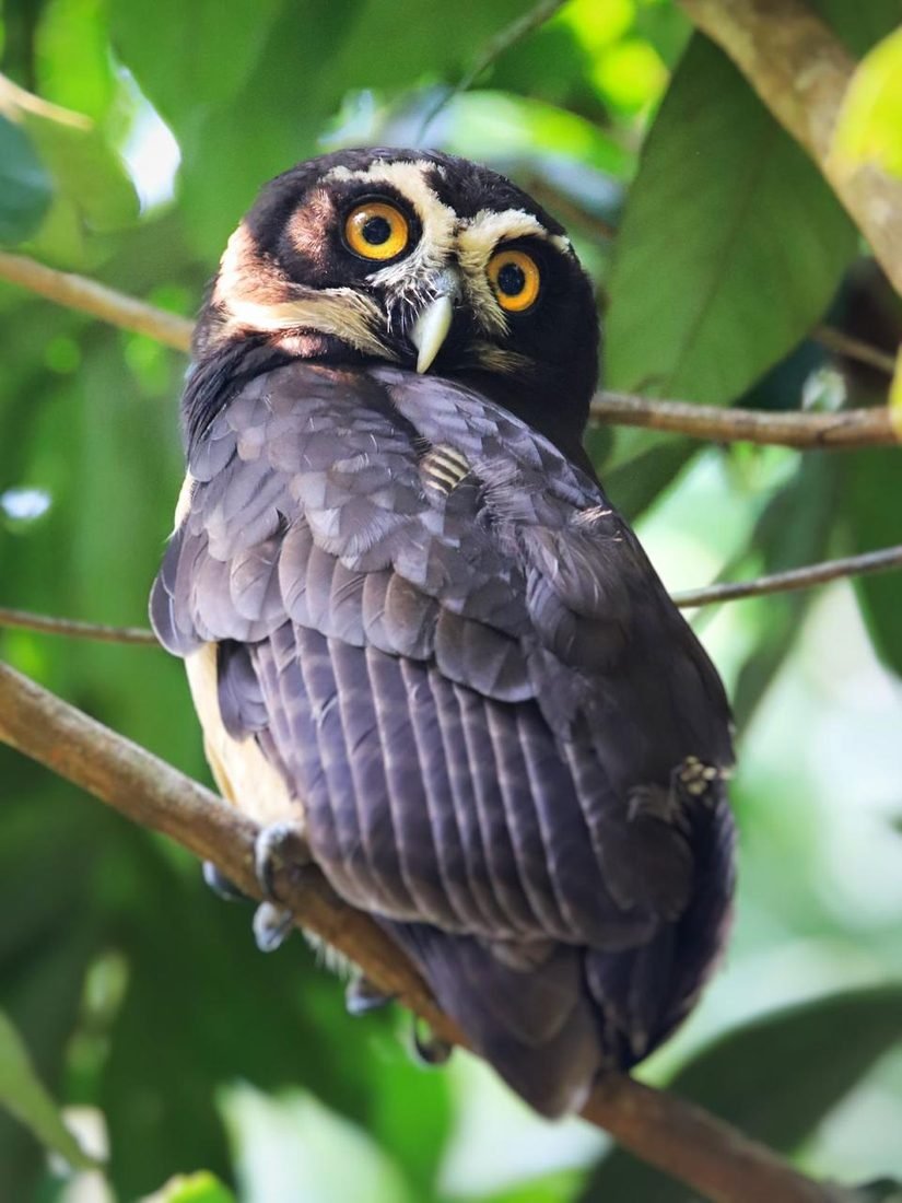 Spectacled owl in the canopy