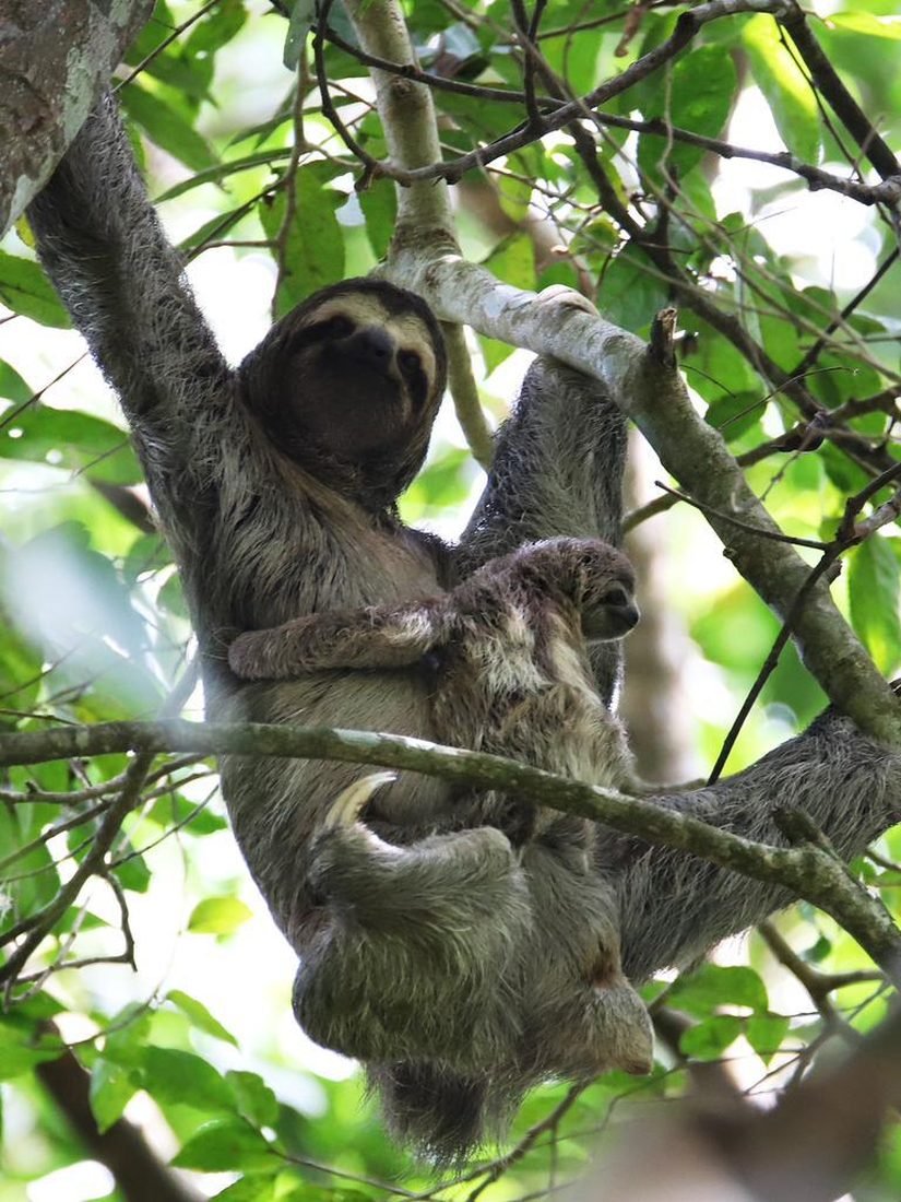 A three-toed sloth carrying its young through the canopy