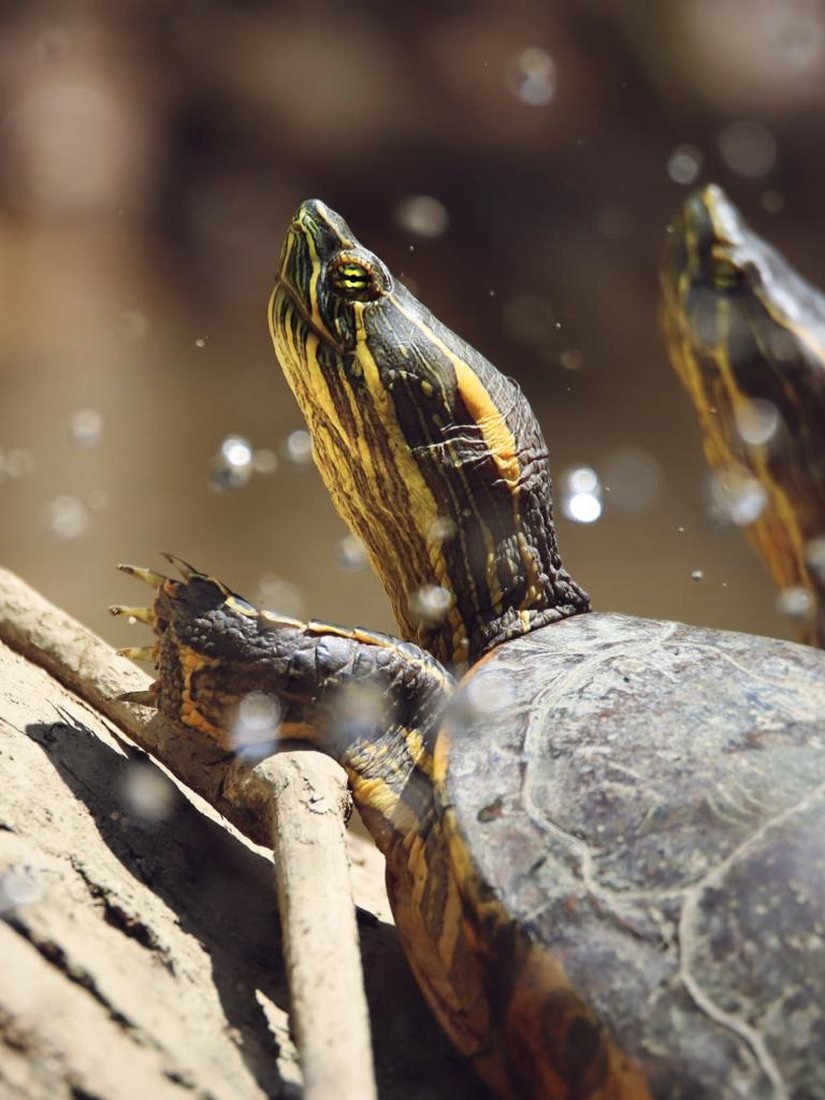 Freshwater turtles basking on a log