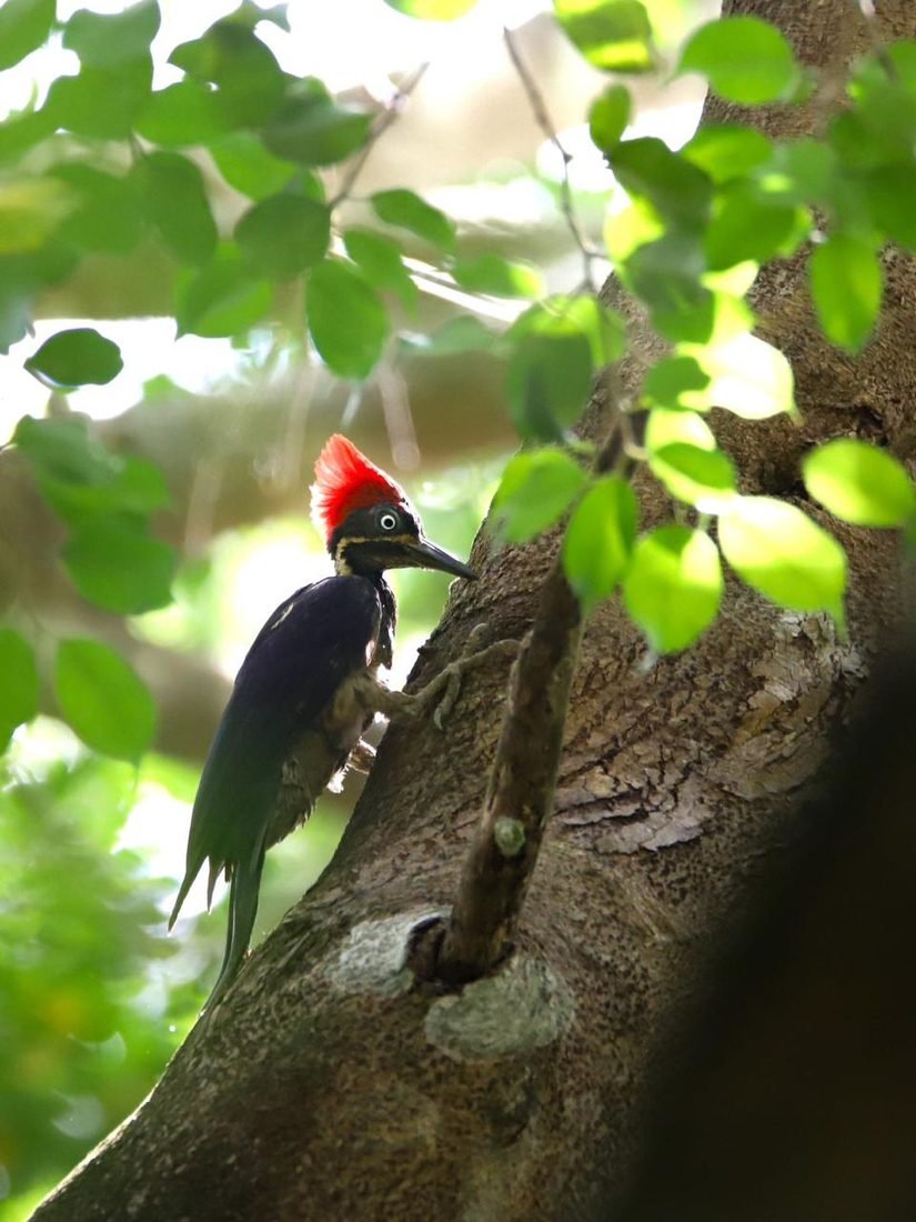 Woodpecker with a red crest on a trunk